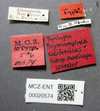 Media type: image;   Entomology 20574 Aspect: labels